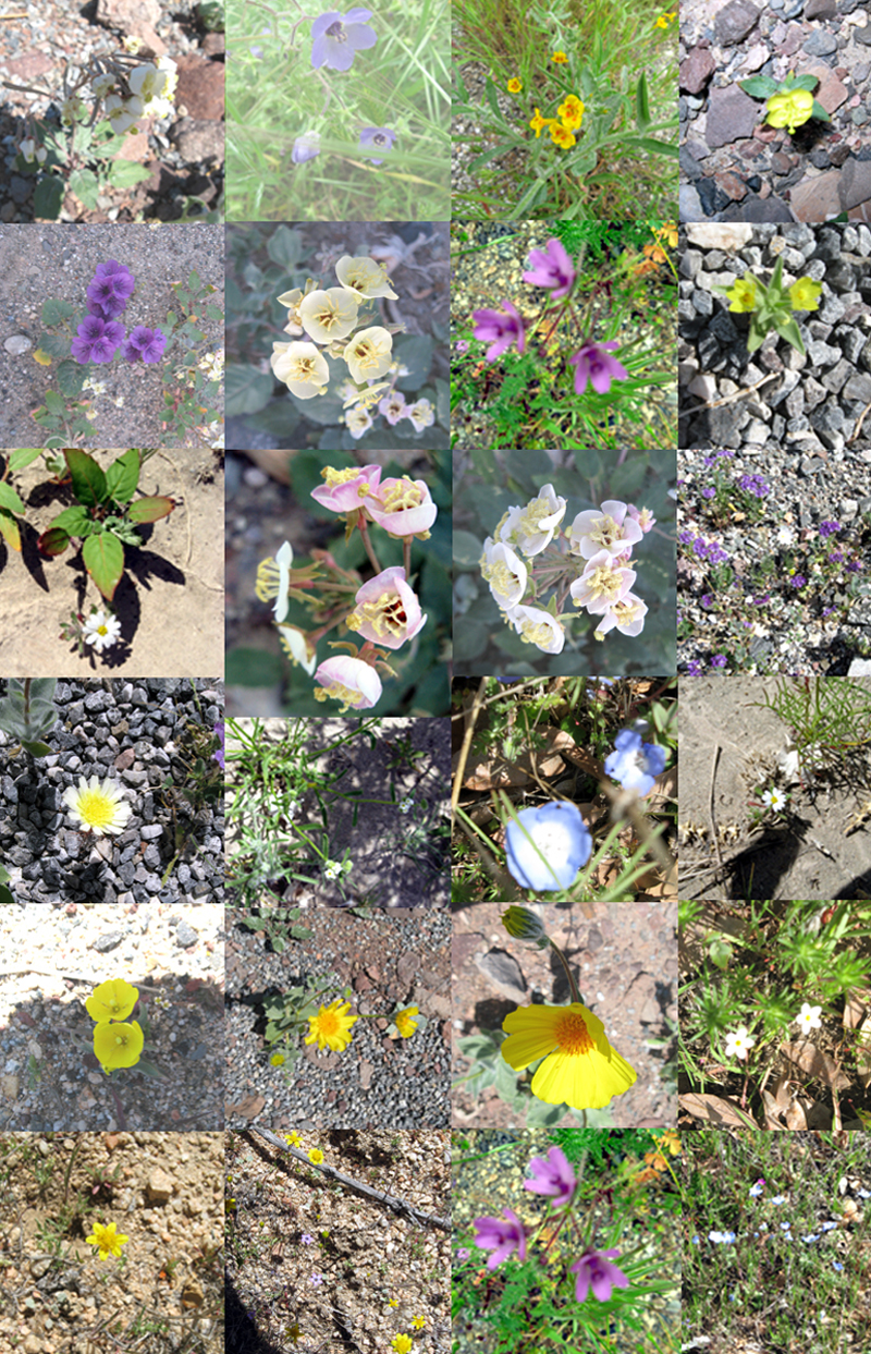 Death Valley Wildflowers